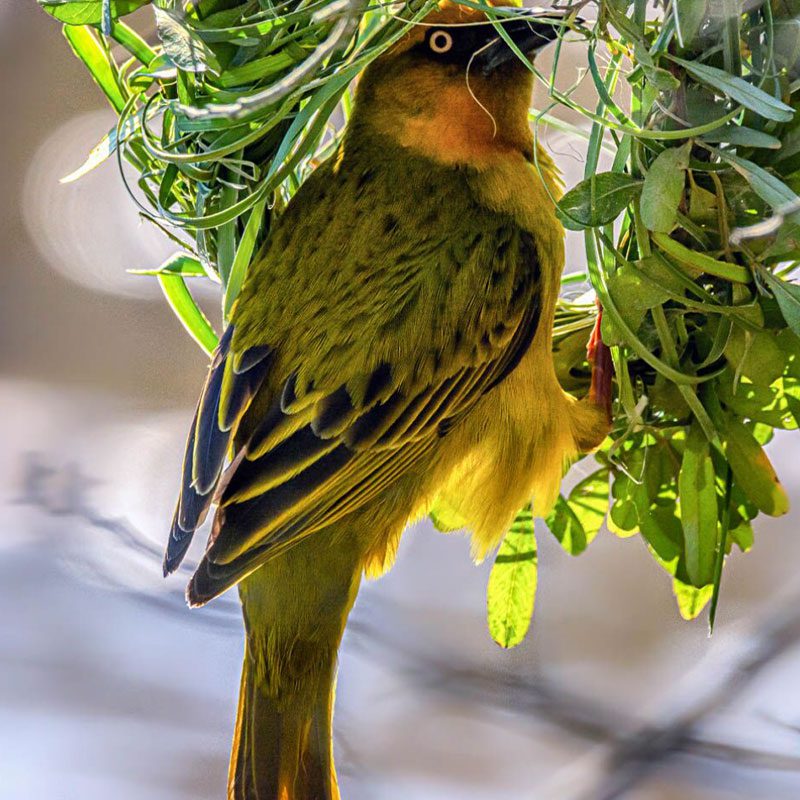 An abundance of fauna & flora